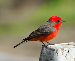 flycatcher vermilion arizona oak gordon flats superior birding adventures