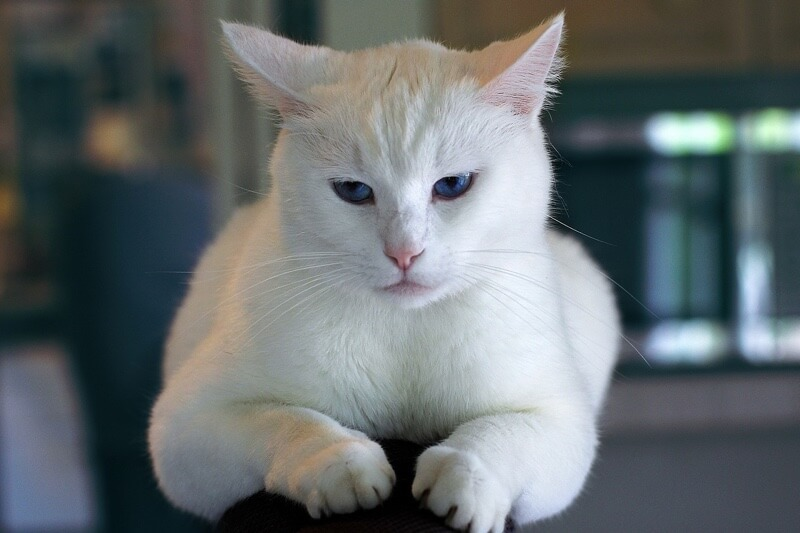 Common Causes of Drastic Weight Loss in Cats Common Causes of Drastic Weight Loss in Cats