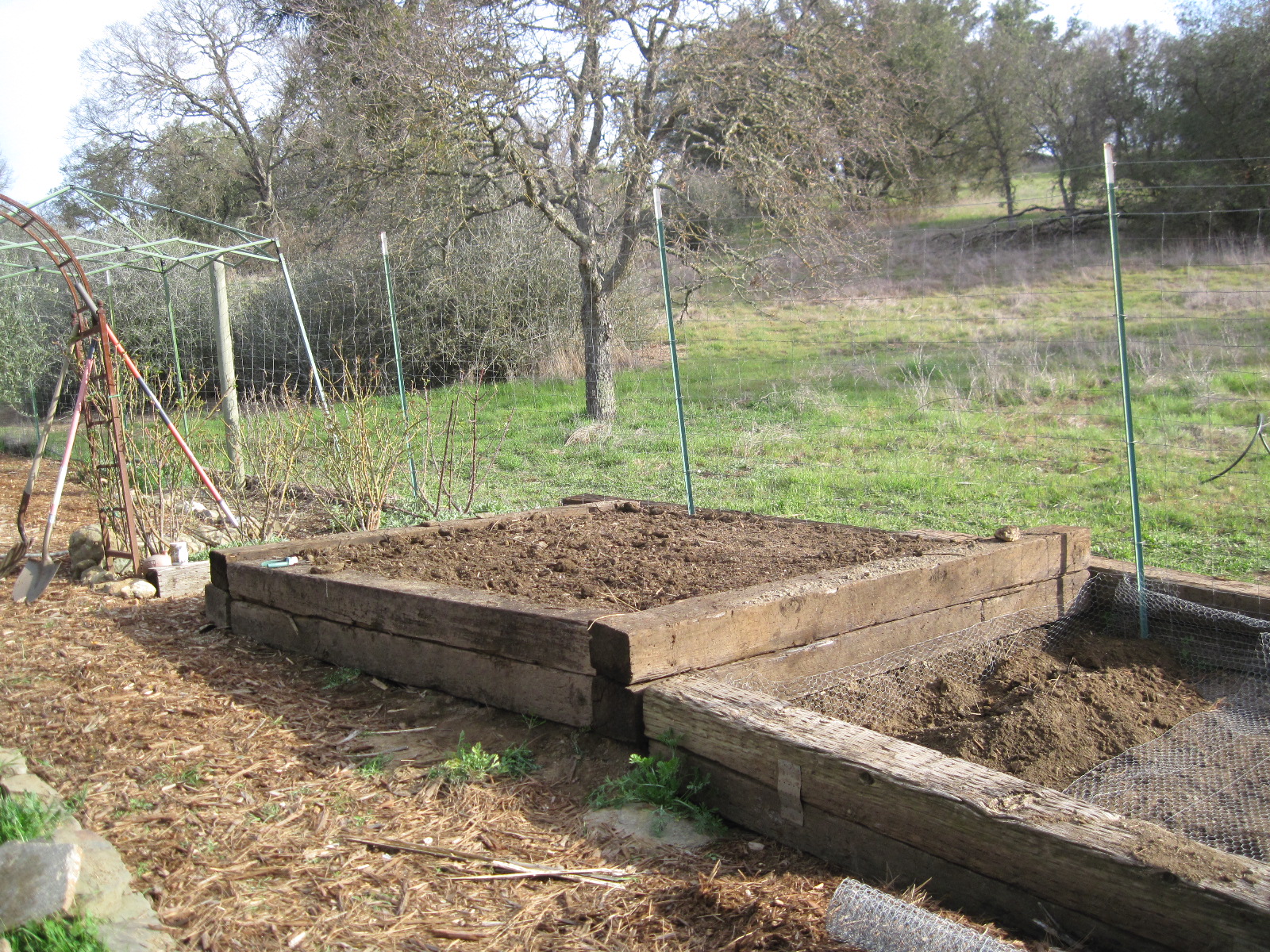 Frogpond Chronicles Blackberry Beds