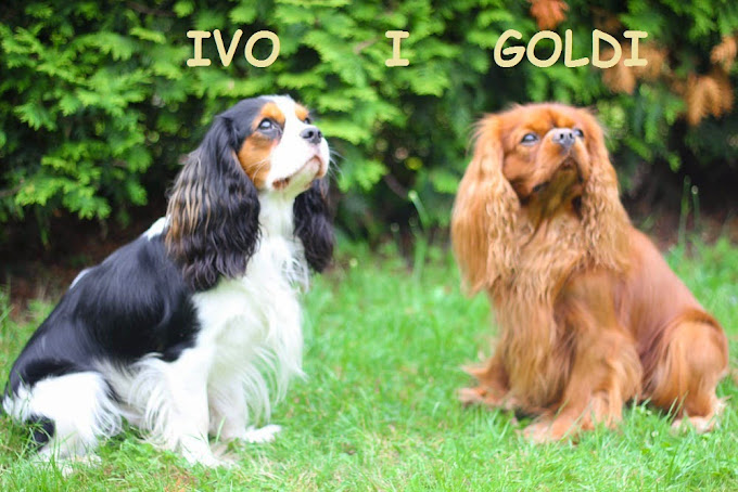 Goldi i Ivo 