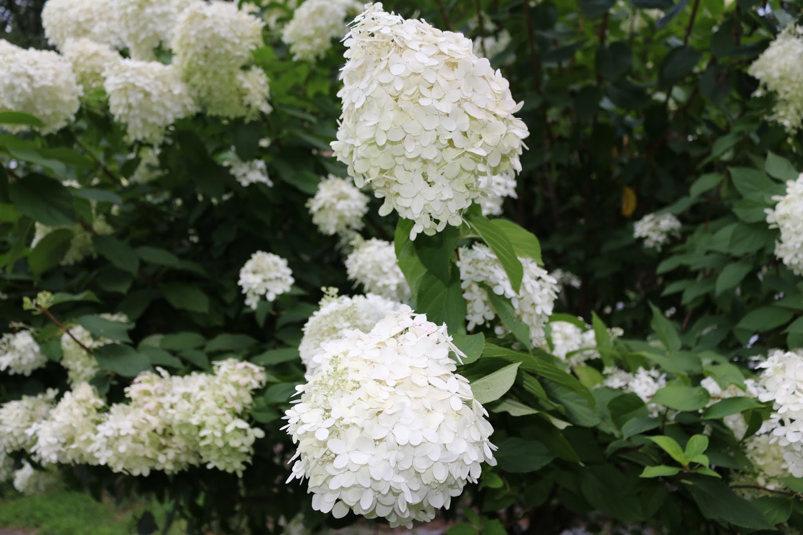 In The Fields A Love Of Hydrangeas