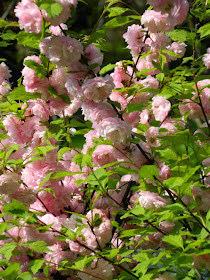Prunus triloba Multiplex Flowering Almond James Gardens Etobicoke by garden muses-not another Toronto gardening blog