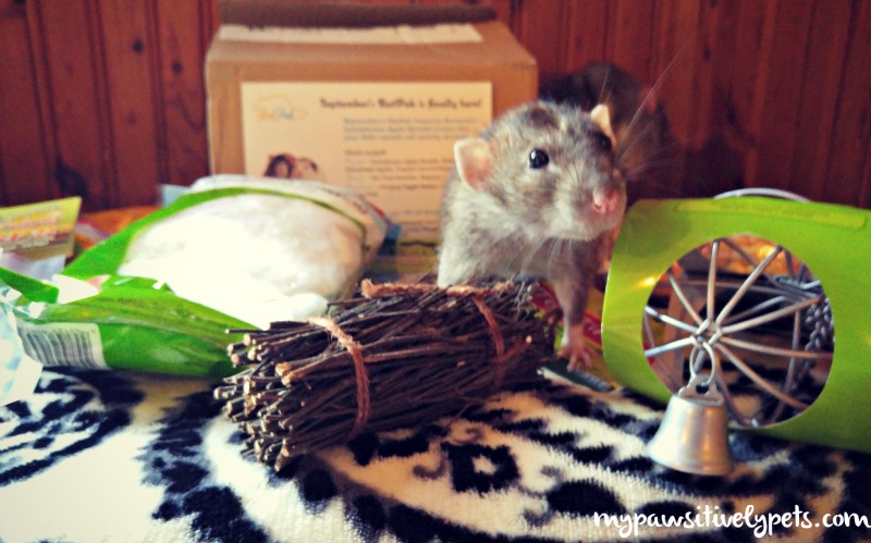 RatPak Monthly Box Subscription for Small Pets | Pawsitively Pets