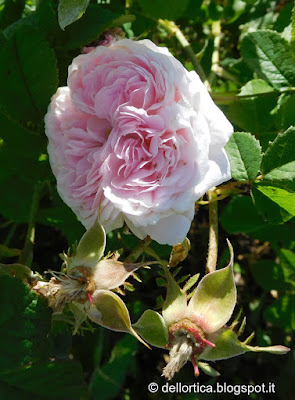 Rosa lavanda dittamo tarassaco erbe officinali bosco flora spontanea e fauna selvatica confetture tisane sali aromatici ed altro alla fattoria didattica dell'ortica a Savigno nell'appennino Bolognese Modenese