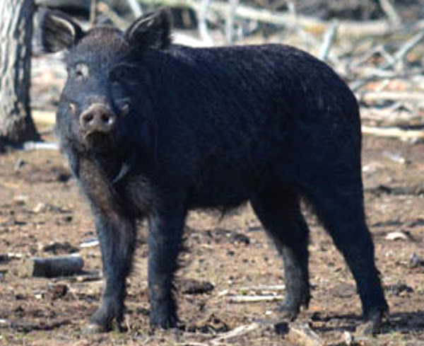 choctaw pig, choctaw pigs, about choctaw pig, choctaw pig breed, choctaw pig breed info, choctaw pig breed facts, choctaw pig care, caring choctaw pig, choctaw pig color, choctaw pig characteristics, choctaw pig facts, choctaw pig history, choctaw pig info, choctaw pig images, choctaw pig origin, choctaw pig photos, choctaw pig pictures, choctaw pig rarity, choctaw pig rearing, raising choctaw pig, choctaw pig size, choctaw pig temperament, choctaw pig weight