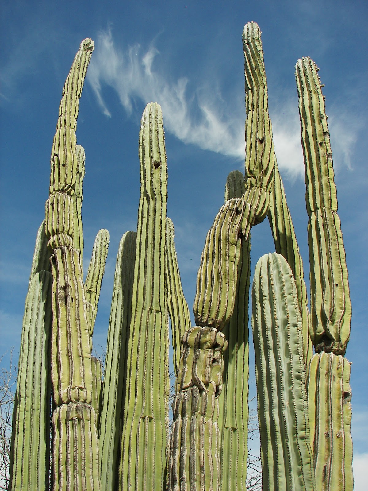 Questions On Dogs and Cats DO ANIMALS GET SUNBURNED?