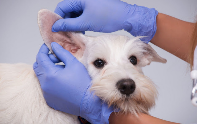 Home Remedies For Dog Ear Infection Home Remedies For Dog Ear Infection