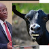 Tanzanian President Magufuli orders probe on COVID-19 kits after funnily, non human samples like goat and pawpaw test positive for Coronavirus..