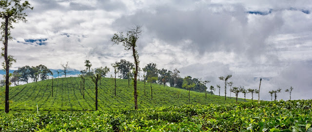 Path to Nallamudi Punjolai in between tea plantations