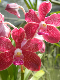 Red vanda at Orchid World Barbados by garden muses-not another Toronto gardening blog