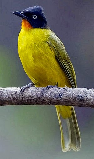Foto Burung Kutilang Emas Terbaik
