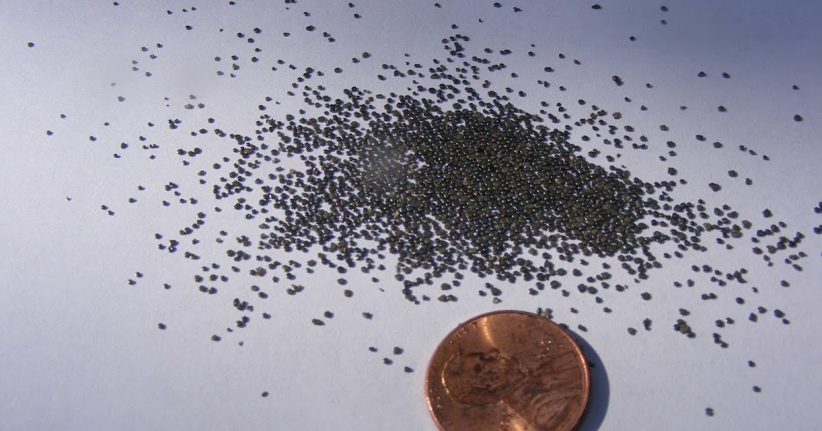 Eaton Rapids Joe What does 6.8 grains of smokeless powder look like?