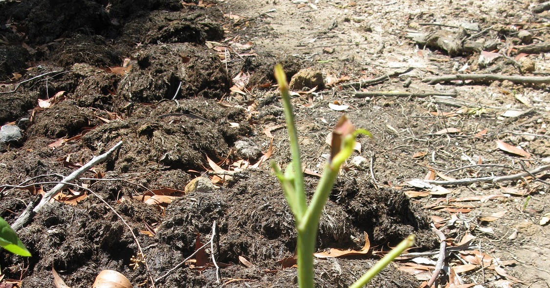Vireya's Blog What's Been Eating the Roses