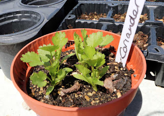 Coriander Coriander