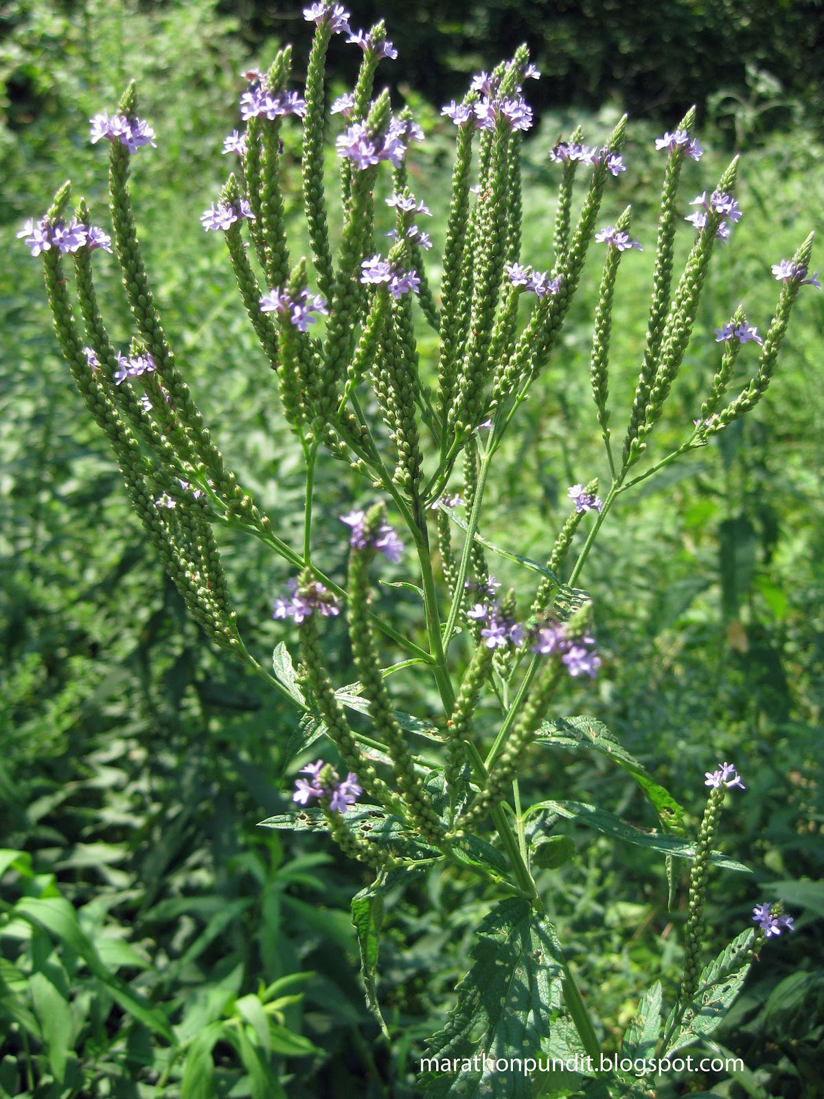 Marathon Pundit Blue vervain