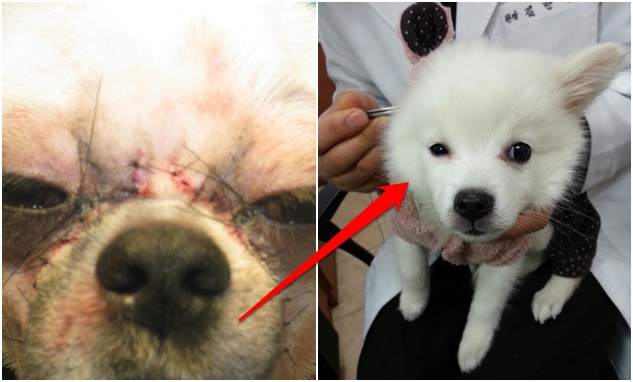 Demi Kesan Lebih Imut, Para Pemilik Anjing di Korea ini Tega Melakukan Operasi Plastik Pada Wajah Anjingnya
