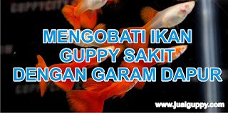 Mengobati Ikan Guppy yang Sakit Dengan Garam Dapur Ikan Guppy Sakit, Obat Guppy, Guppy ku Sakit, Apa obatnya, DOkter Hewan GUppy