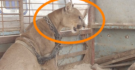 Mountain lion was chained for 20 years, has priceless reaction after finally getting freed