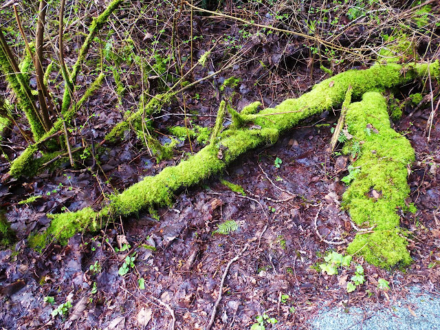 moss - Derby's Reach, Langley, BC Canada