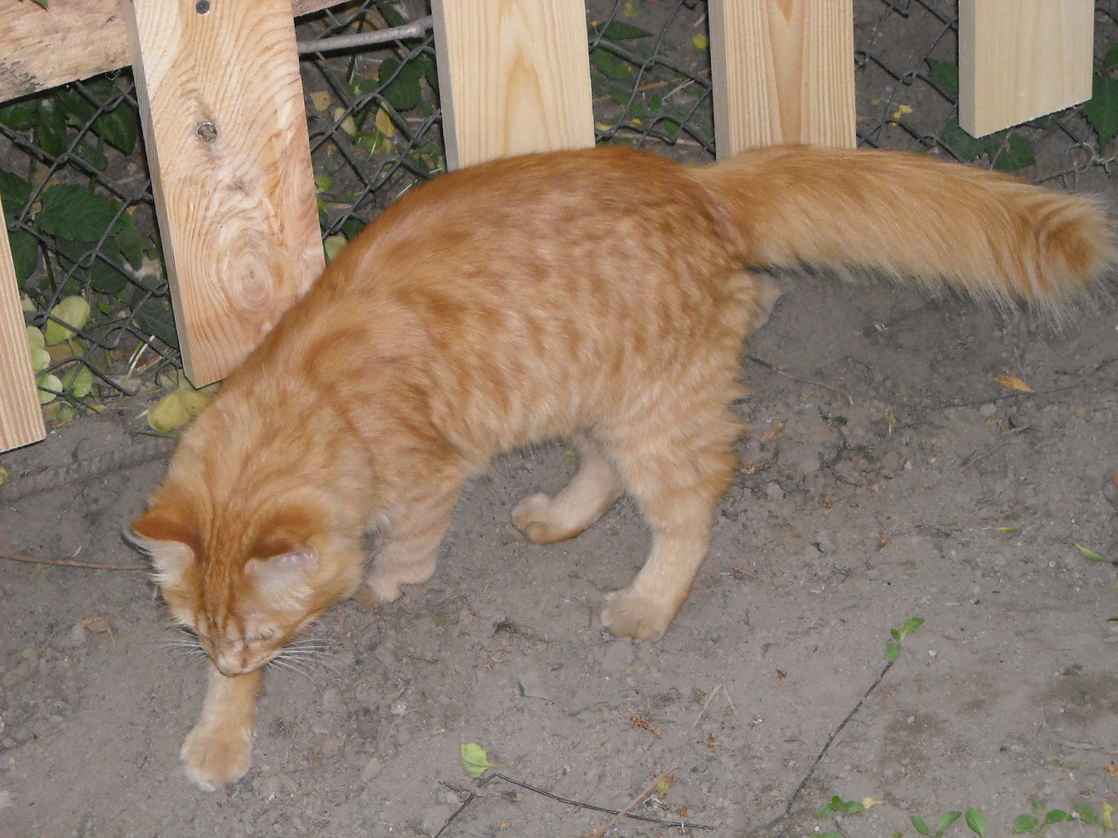 рыжий котёнок. где найти рыжего кота. бенгальская короткошерстная кошка рыжая. рыжие коты в питере. где найти рыжего кота.