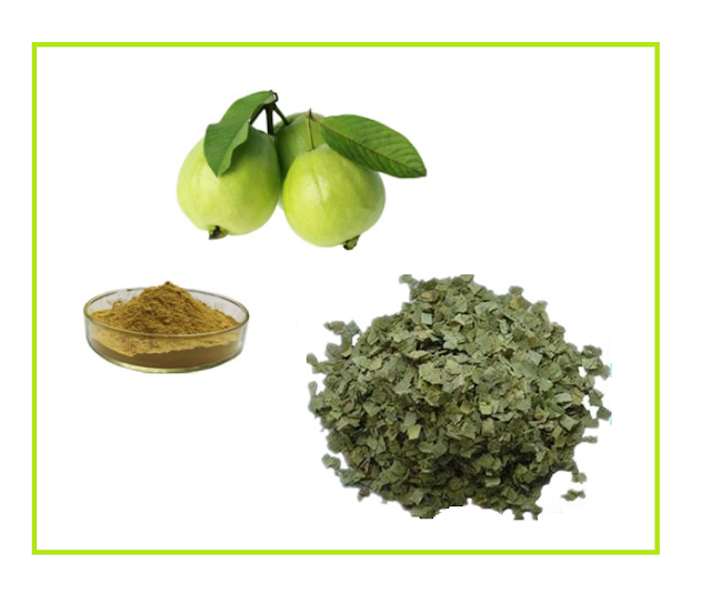 Toma Nota Online Hoja de Guayaba, Milagro para la Diabetes y el Acné?