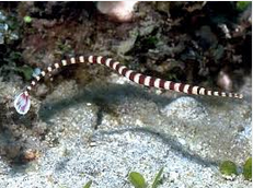  Ikan Hias Air Laut Pipefish