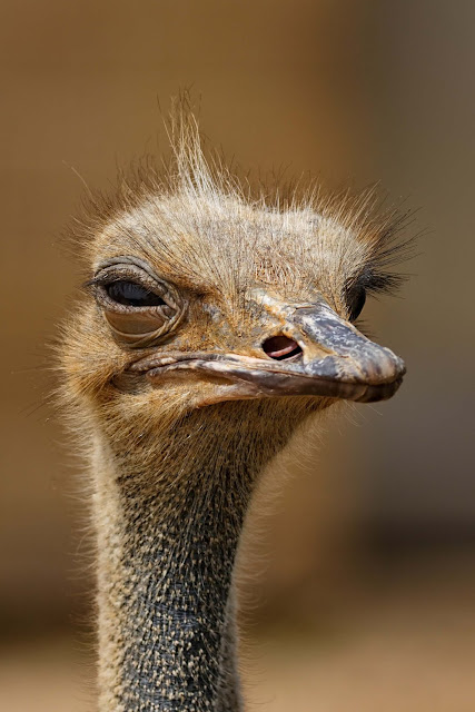 Animals photos Animals photos