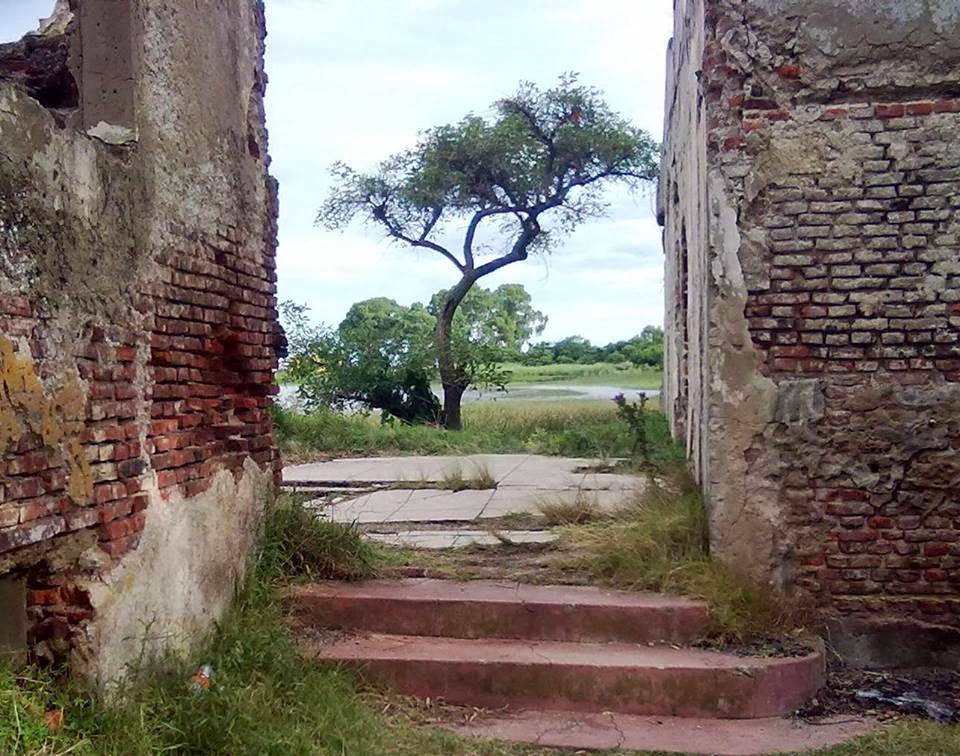 Arbol entre ruinas - Punta Indio - Pcia. Buenos Aires - Argentina