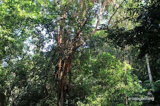air terjun gurok beraye belitung