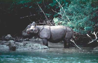 Javan Rhino/Javanese Rhinoceros (Rhinoceros sondaicus)