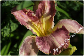 liliowce, odmiany liliowców,  lily varieties