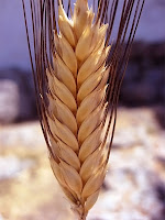 Buğday veya arpa başağı