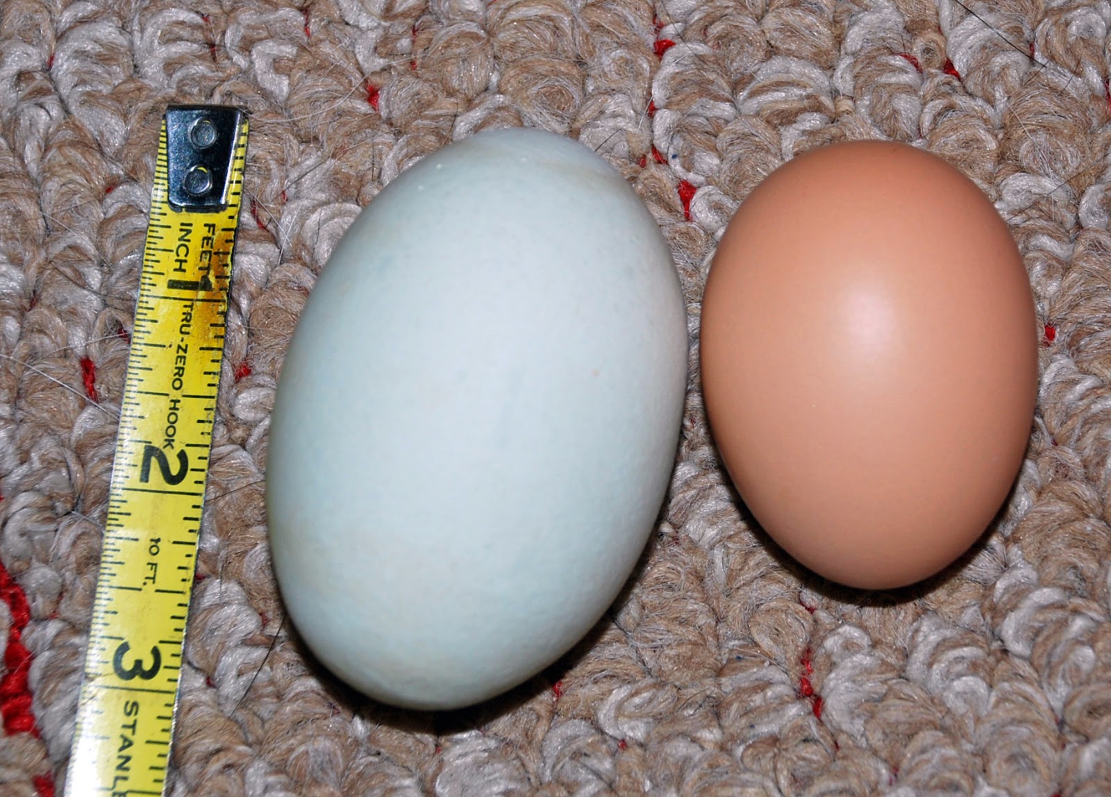 Ironside Bird Rescue, Inc. Oh My