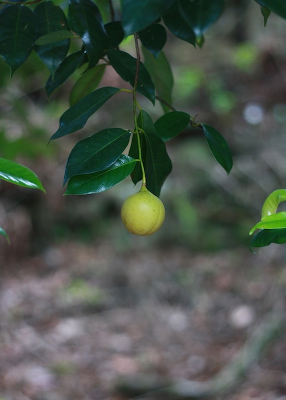 fruit on nutmeg tree