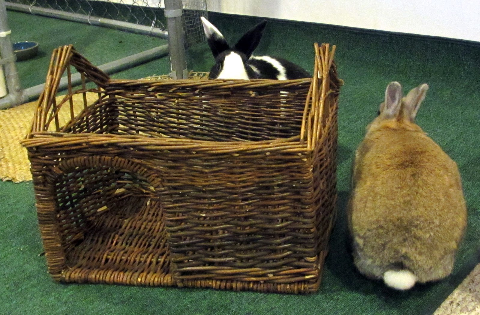 Rabbit Ramblings New bunny toy!