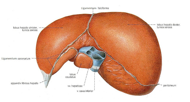 Gambar ilustrasi inferolateral hepar. ligamentum falciform, lobus caudatus, vena hepatica, vena cava inferior, ligamentum coronarium, lobus hepatis sinister, tunica serosa, dexter, peritoneum