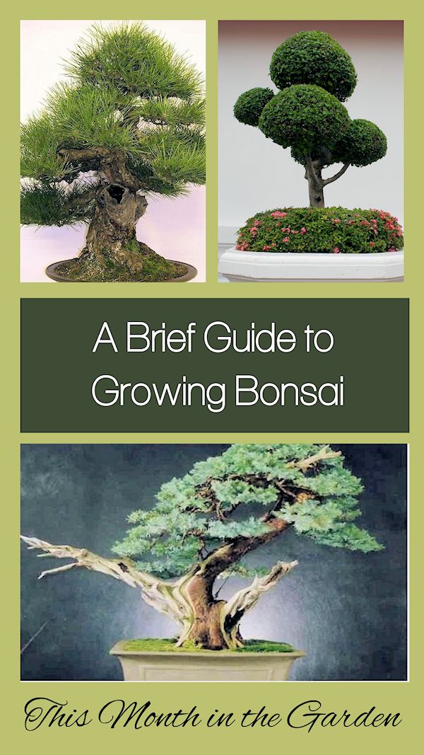 A GUIDE TO NORTHEASTERN GARDENING This Month in the Garden A Brief