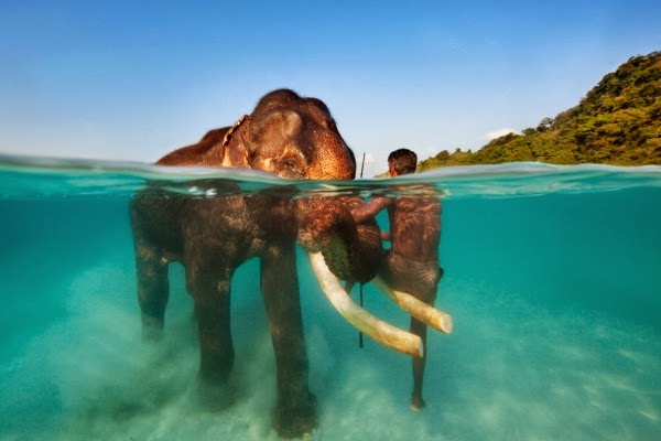 Elephant In Water