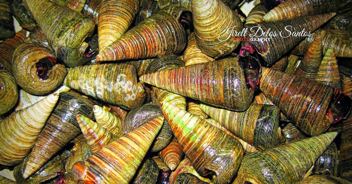Jirell Delos Santos | Photography: TELESCOPE HORNSNAIL | BAGONGON