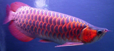 Gambar Ikan Arwana Chili Red