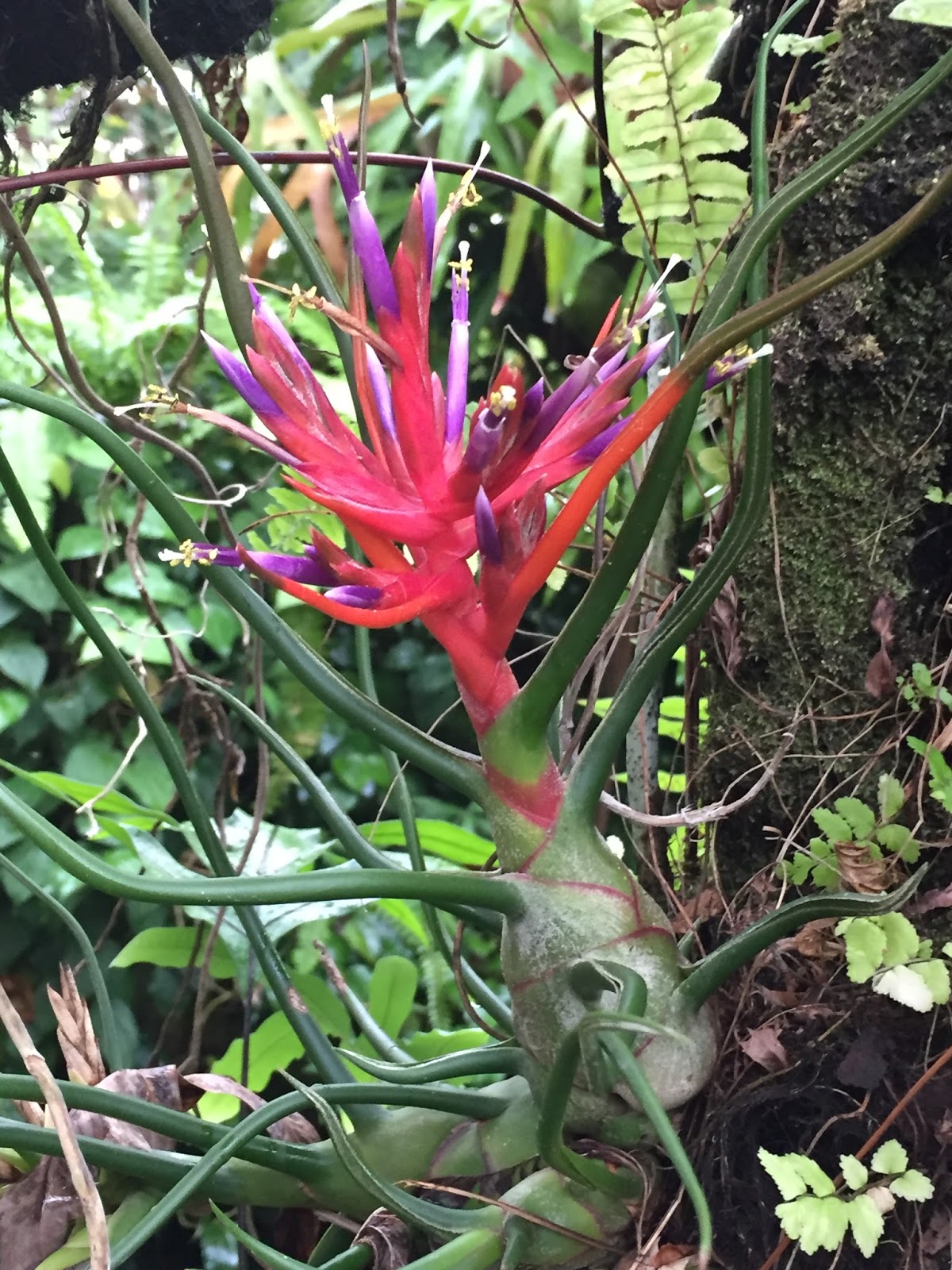Growing Is Beautiful Plants Of Promise Dwarf Fothergilla