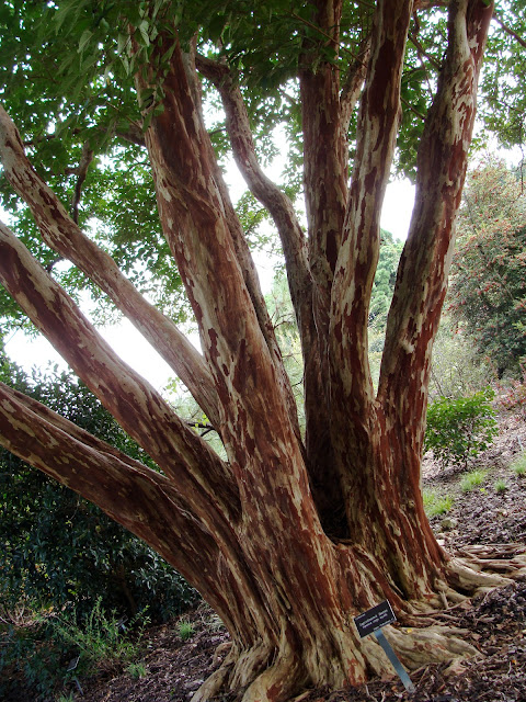 red and cream colored bark of a crepe myrtle tree in arboretum 