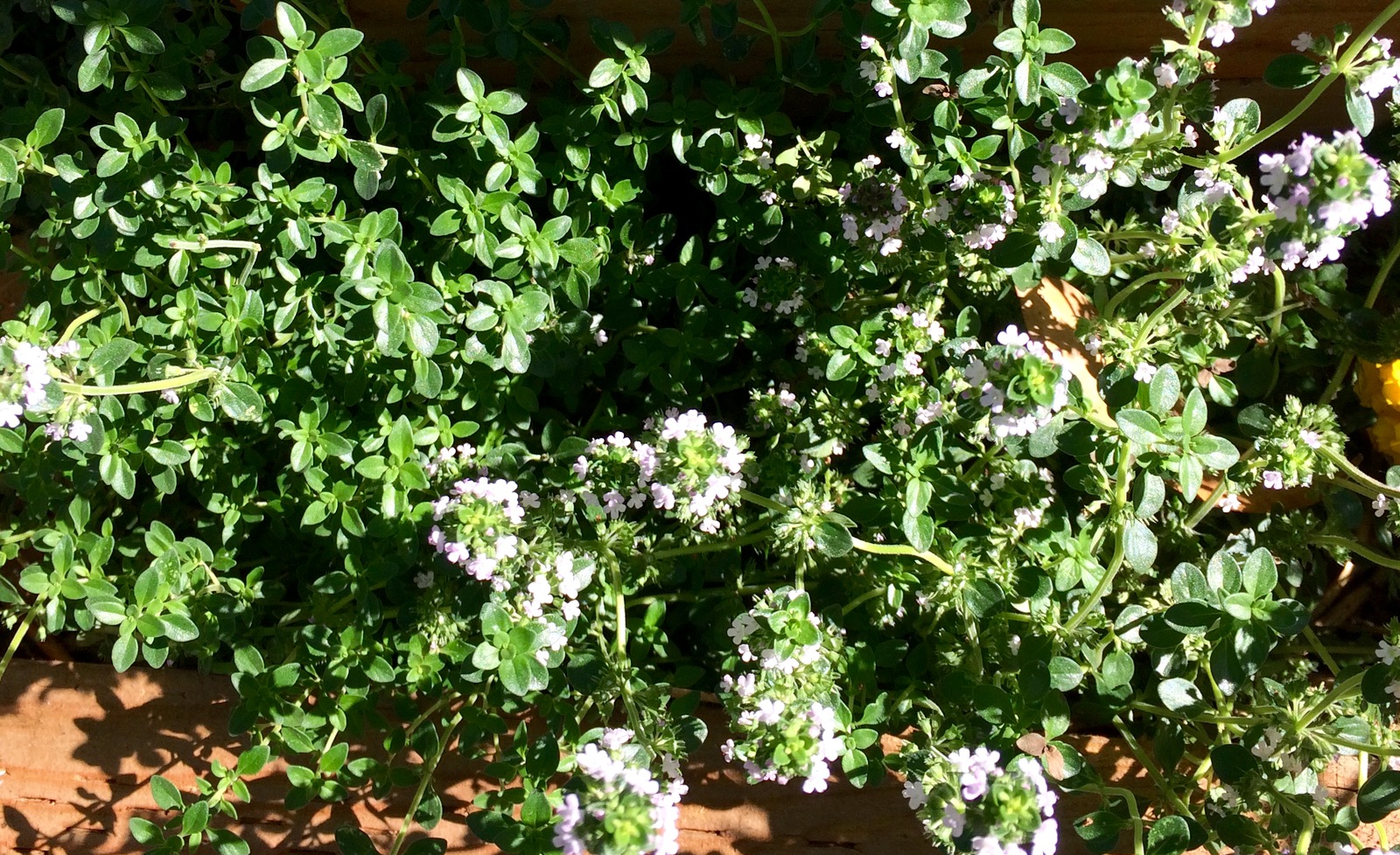 Plant Files Dwarf Flowering Almond Prunus Of Books And Blooms