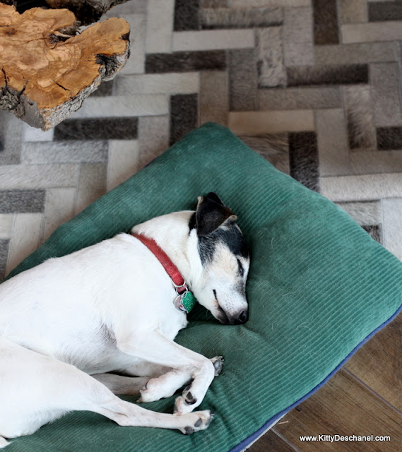 jack russell terrier asleep by the fire
