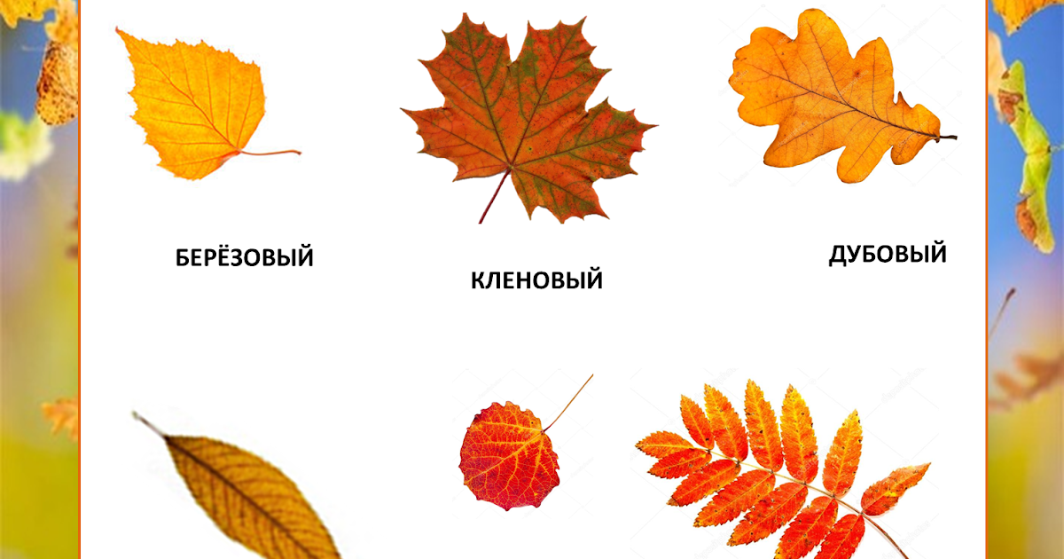 Листья разных деревьев. Название листьев. Осенние листья с названиями. Дуб черешчатый лист осень. Листья с названиями.