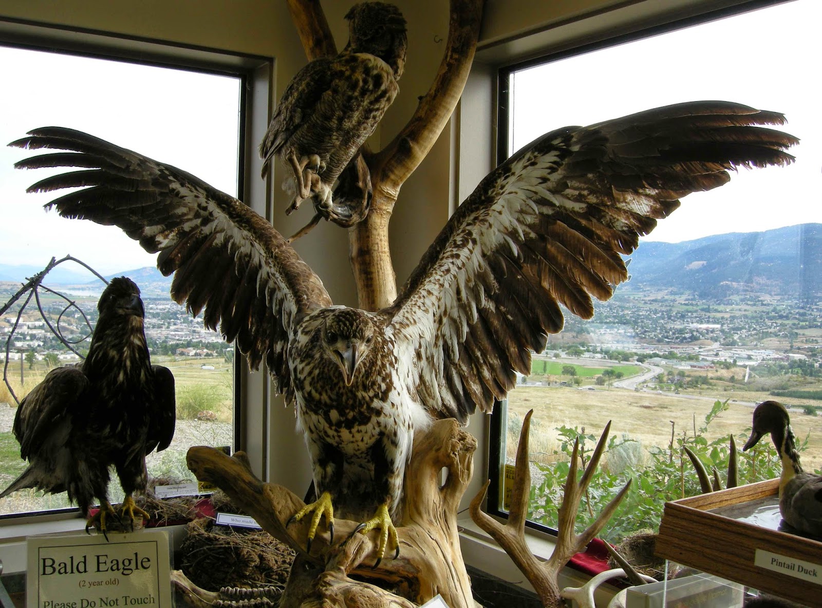 Blog Collective As Rick Mercer would say If you happen to be in Vernon on Sept 13 & 14