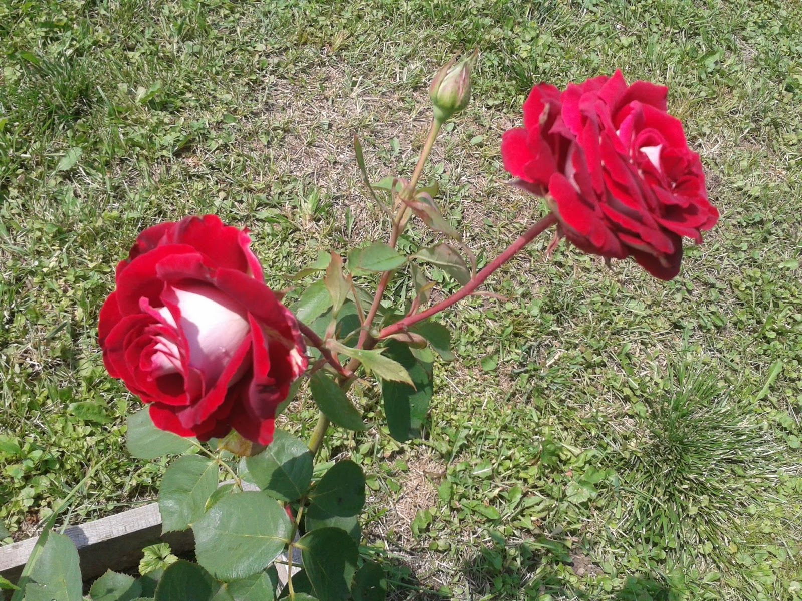 Ranczo Elma: Róża Osiria