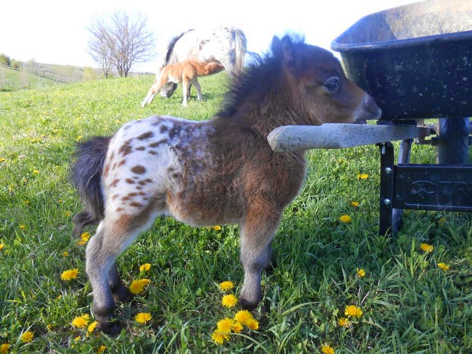 Cute animal Mini horse Appaloosa