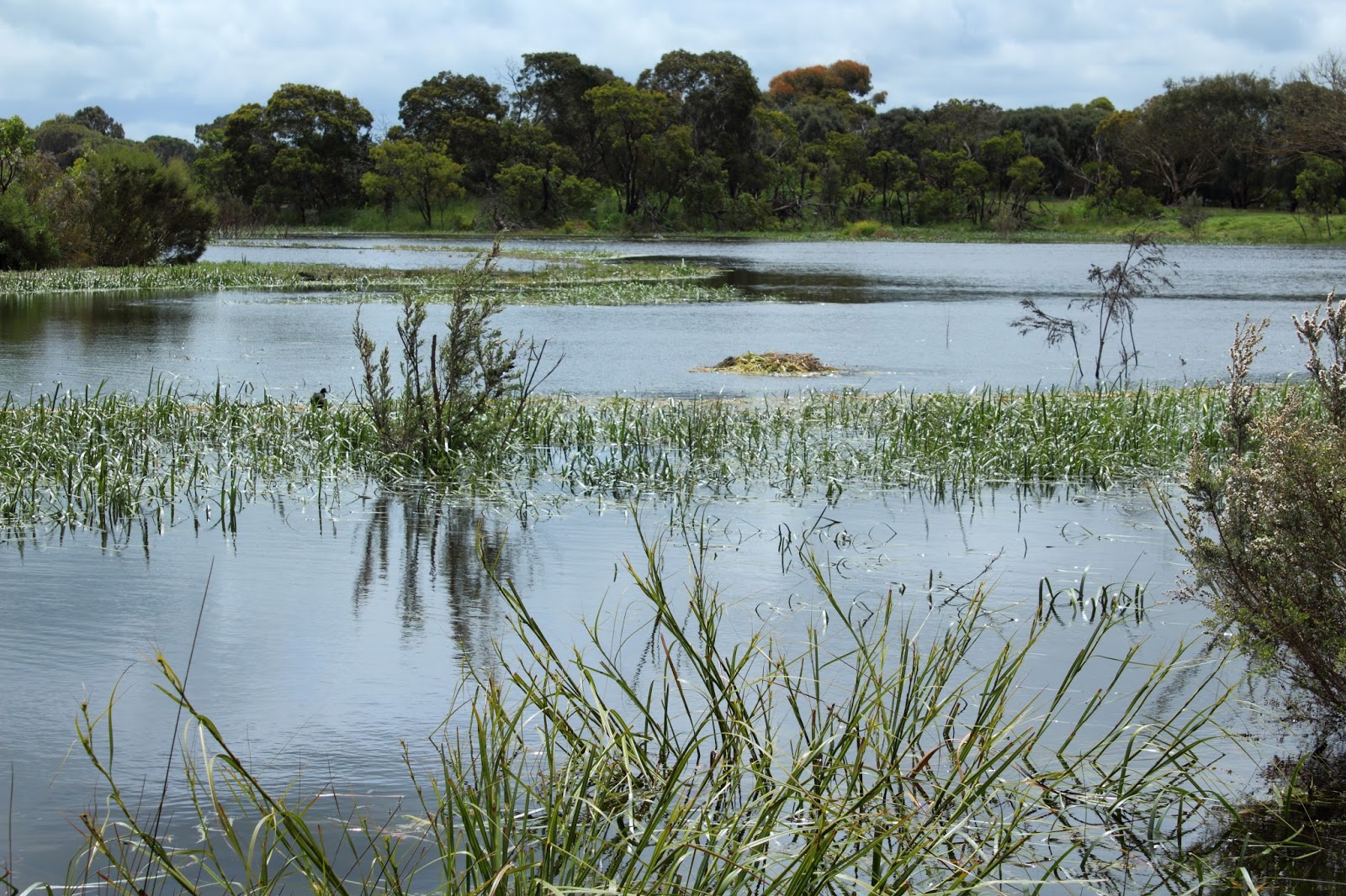 One Mother Hen Lake McIntyre in spring time