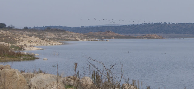 Ruta de Senderismo Ornitológico en el Embalse de la Colada 